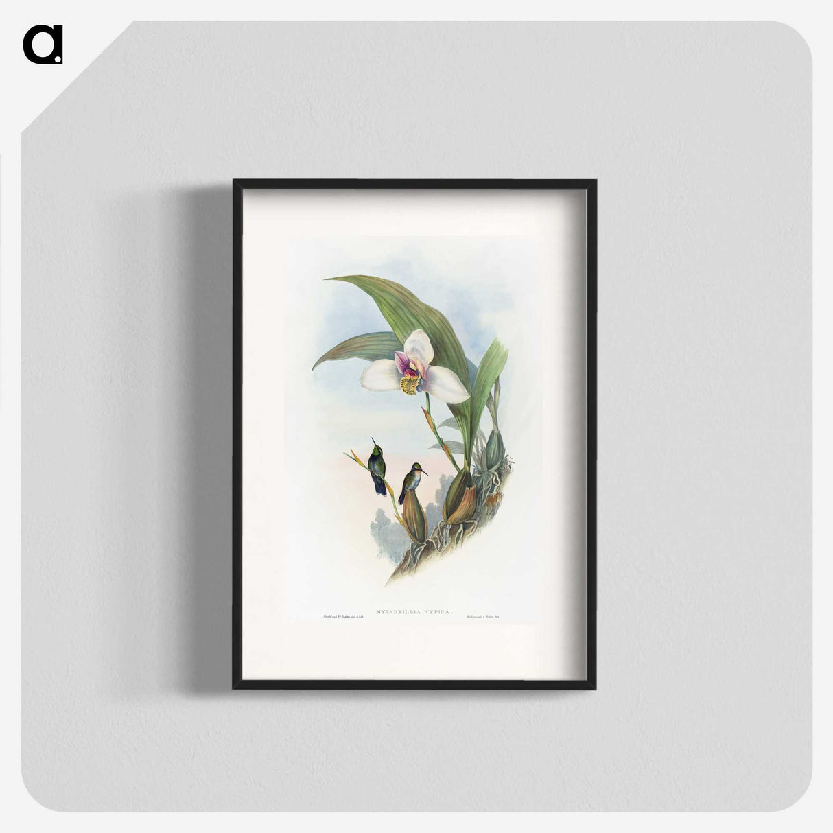 1-71_John-Gould_blk