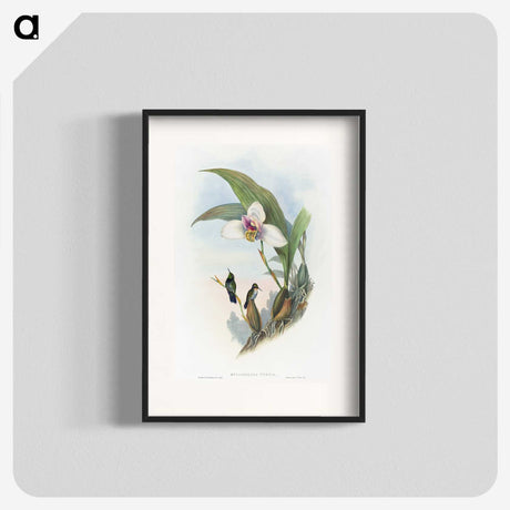 1-71_John-Gould_blk