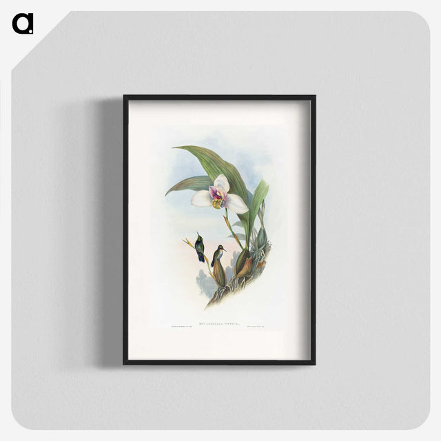 1-71_John-Gould_blk
