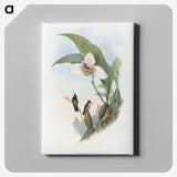 1-71_John-Gould_canvas