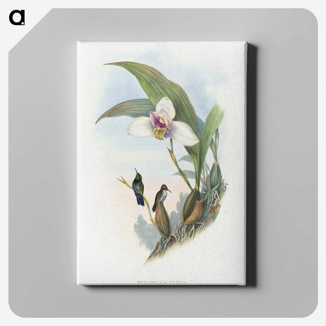 1-71_John-Gould_canvas