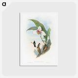 アートポストカード-Abeille's Hummingbird
 - ジョン グールド Postcard.