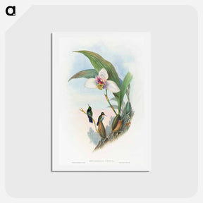 アートポストカード-Abeille's Hummingbird
 - ジョン グールド Postcard.