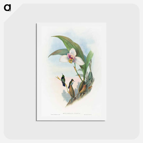 アートポストカード-Abeille's Hummingbird
 - ジョン グールド Postcard.