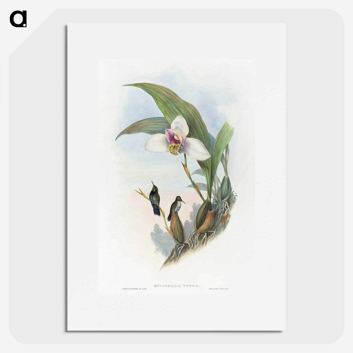 1-71_John-Gould_picture