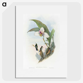1-71_John-Gould_picture