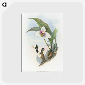 1-71_John-Gould_postcard