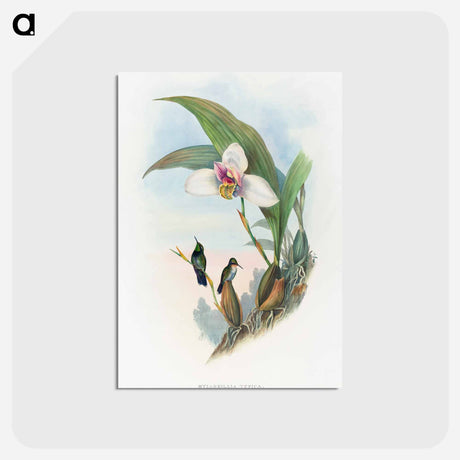 アートポストカード-Abeille's Hummingbird
 - ジョン グールド Postcard.