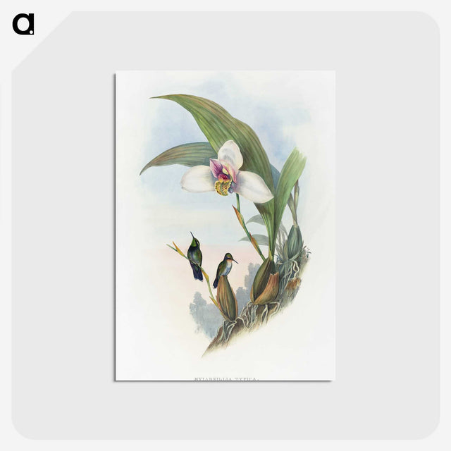 1-71_John-Gould_postcard