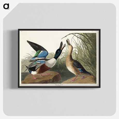 1-71_John-James-Audubon_blk-crop