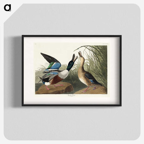 1-71_John-James-Audubon_blk