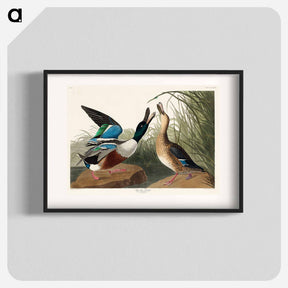 アートポスター-Shoveller Duck
 - ジョン ジェームス オーデュボン Poster.