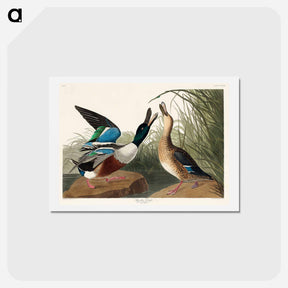 アートポストカード-Shoveller Duck
 - ジョン ジェームス オーデュボン Postcard.