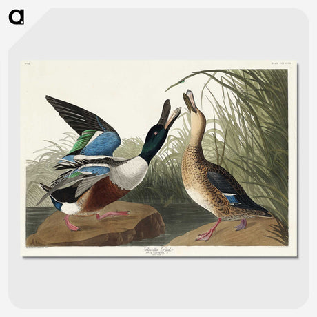 1-71_John-James-Audubon_picture-crop