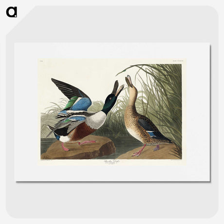 1-71_John-James-Audubon_picture