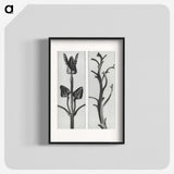 1-71_Karl-Blossfeldt_blk