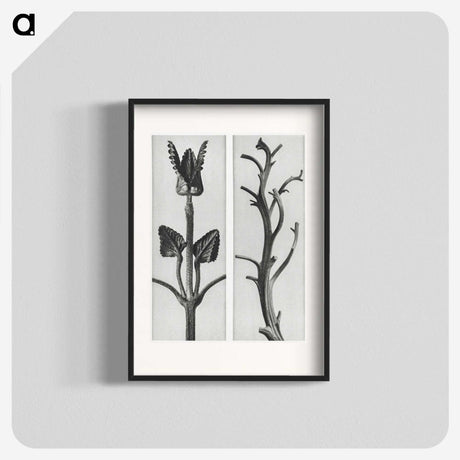 1-71_Karl-Blossfeldt_blk