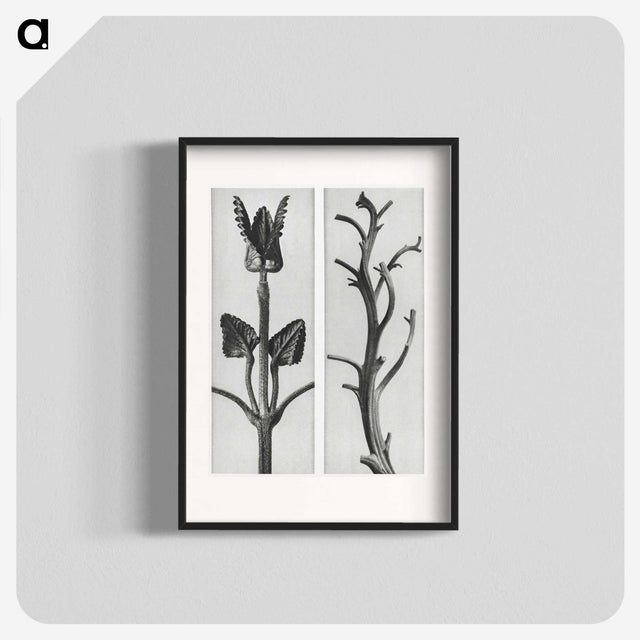 1-71_Karl-Blossfeldt_blk