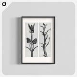 アートポスター-Stachis Grandiflora (Big Betony) enlarged 3 times and Nicotiana Rustica (Aztec Tobacco) - カール ブロスフェルト Poster.