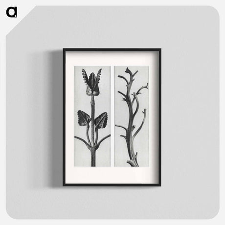 アートポスター-Stachis Grandiflora (Big Betony) enlarged 3 times and Nicotiana Rustica (Aztec Tobacco) - カール ブロスフェルト Poster.