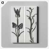 1-71_Karl-Blossfeldt_canvas