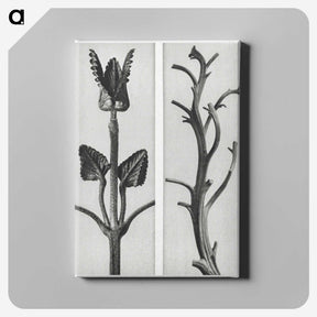 1-71_Karl-Blossfeldt_canvas
