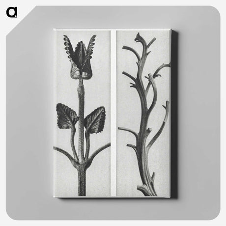 1-71_Karl-Blossfeldt_canvas