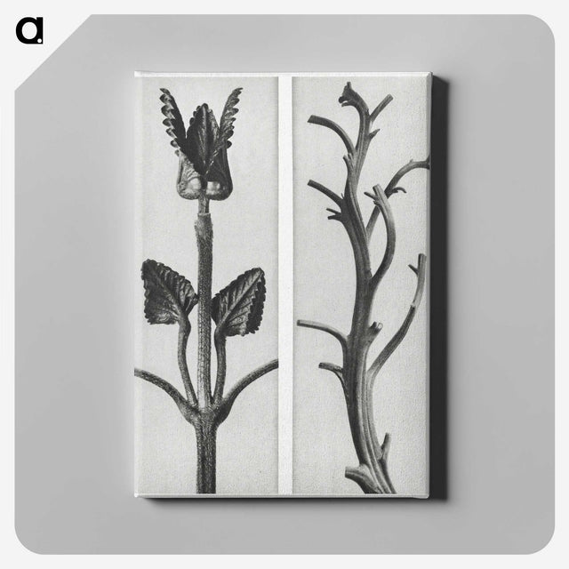 1-71_Karl-Blossfeldt_canvas