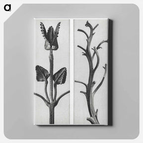 アートパネル-Stachis Grandiflora (Big Betony) enlarged 3 times and Nicotiana Rustica (Aztec Tobacco) - カール ブロスフェルト Canvas.