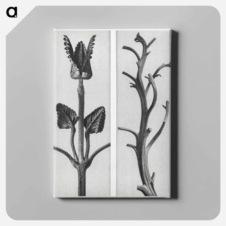 アートパネル-Stachis Grandiflora (Big Betony) enlarged 3 times and Nicotiana Rustica (Aztec Tobacco) - カール ブロスフェルト Canvas.