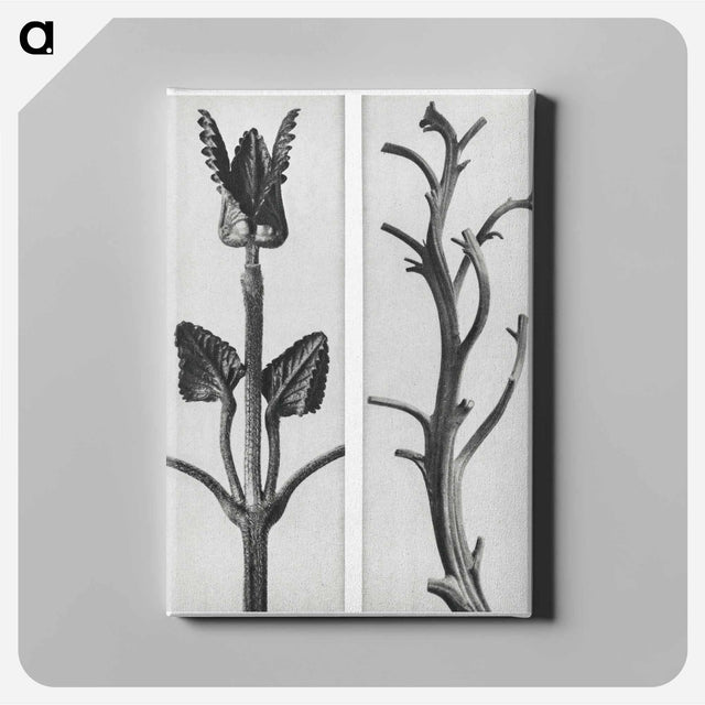 アートパネル-Stachis Grandiflora (Big Betony) enlarged 3 times and Nicotiana Rustica (Aztec Tobacco) - カール ブロスフェルト Canvas.