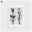アートポストカード-Stachis Grandiflora (Big Betony) enlarged 3 times and Nicotiana Rustica (Aztec Tobacco) - カール ブロスフェルト Postcard.