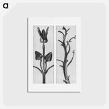 アートポストカード-Stachis Grandiflora (Big Betony) enlarged 3 times and Nicotiana Rustica (Aztec Tobacco) - カール ブロスフェルト Postcard.