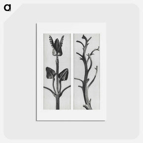 アートポストカード-Stachis Grandiflora (Big Betony) enlarged 3 times and Nicotiana Rustica (Aztec Tobacco) - カール ブロスフェルト Postcard.