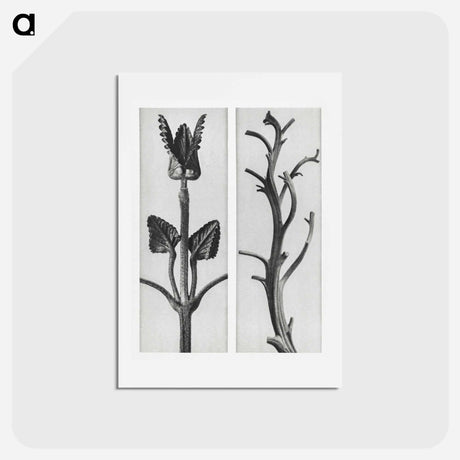 アートポストカード-Stachis Grandiflora (Big Betony) enlarged 3 times and Nicotiana Rustica (Aztec Tobacco) - カール ブロスフェルト Postcard.