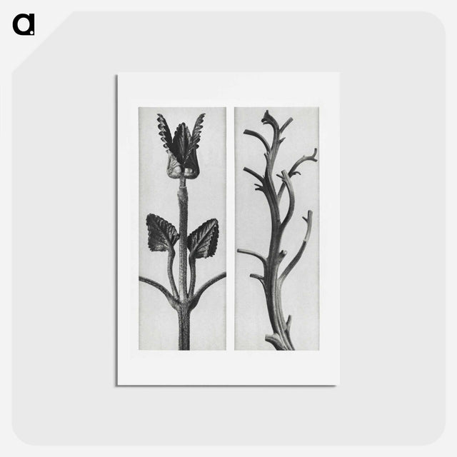 アートポストカード-Stachis Grandiflora (Big Betony) enlarged 3 times and Nicotiana Rustica (Aztec Tobacco) - カール ブロスフェルト Postcard.
