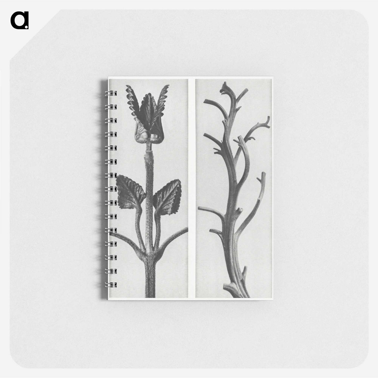 1-71_Karl-Blossfeldt_memo