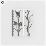 1-71_Karl-Blossfeldt_memo