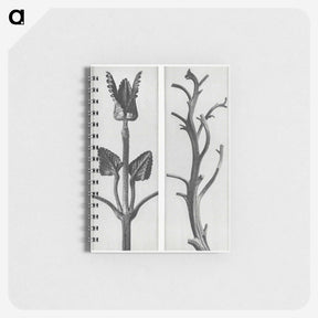 1-71_Karl-Blossfeldt_memo