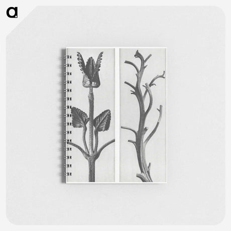 1-71_Karl-Blossfeldt_memo