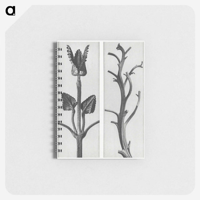 1-71_Karl-Blossfeldt_memo