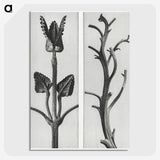 1-71_Karl-Blossfeldt_picture-crop
