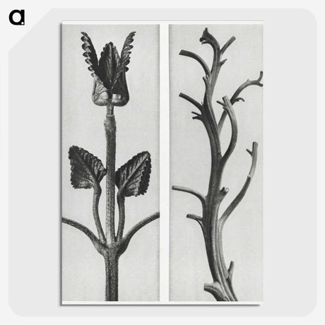 1-71_Karl-Blossfeldt_picture-crop