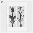 1-71_Karl-Blossfeldt_picture
