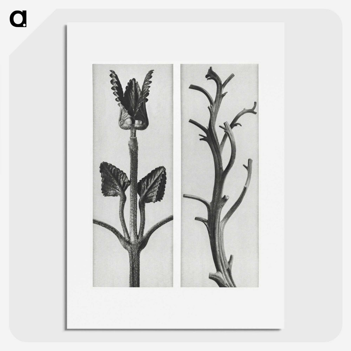 1-71_Karl-Blossfeldt_picture
