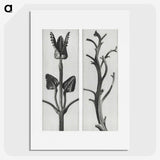 1-71_Karl-Blossfeldt_picture