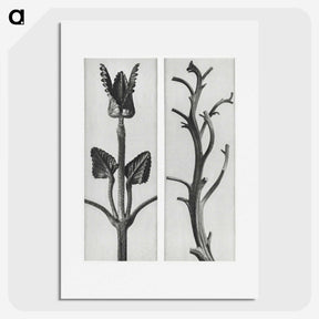 1-71_Karl-Blossfeldt_picture