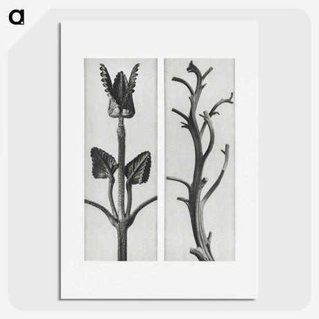 1-71_Karl-Blossfeldt_picture
