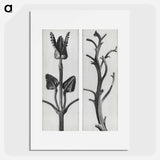 アートポスター-Stachis Grandiflora (Big Betony) enlarged 3 times and Nicotiana Rustica (Aztec Tobacco) - カール ブロスフェルト Poster.