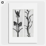 Stachis Grandiflora (Big Betony) enlarged 3 times and Nicotiana Rustica (Aztec Tobacco) - Karl Blossfeldt Poster.